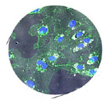 ultra fine ceria nanoparticles